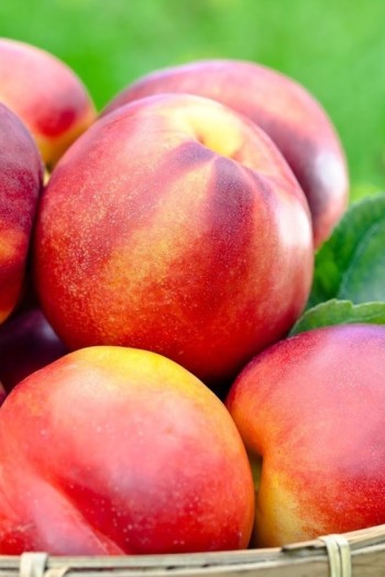 Нектарин колоновидний ‘Принц Вільям’|Prunus persica var. nucipersica ‘Prince William’|Нектарин колоновидный ‘Принц Уильям’